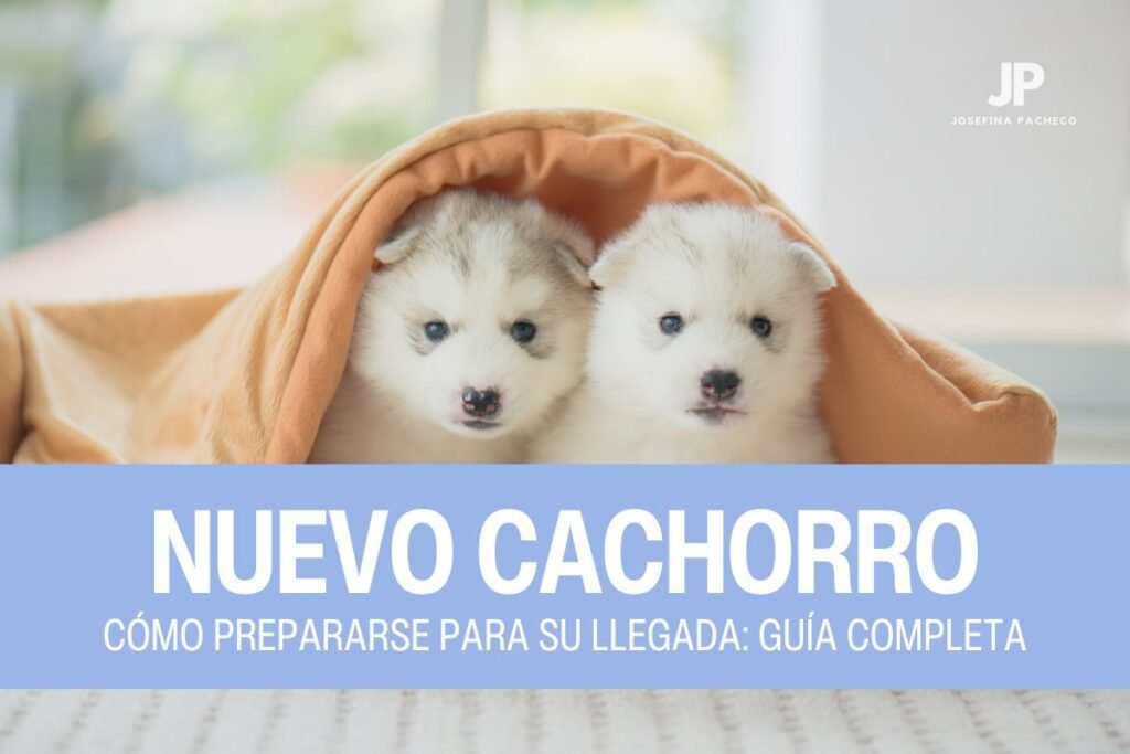 cachorro